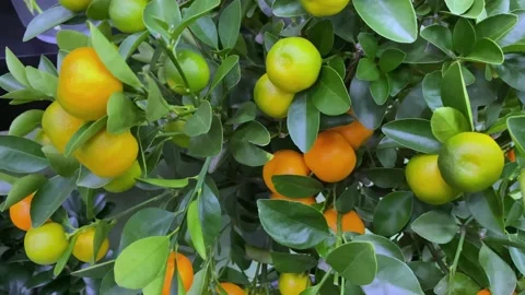 V1-0002 1 00000069 Stock Footage 168492252