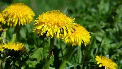 V1-0002 dandelion00202136 Stock Footage 333961849