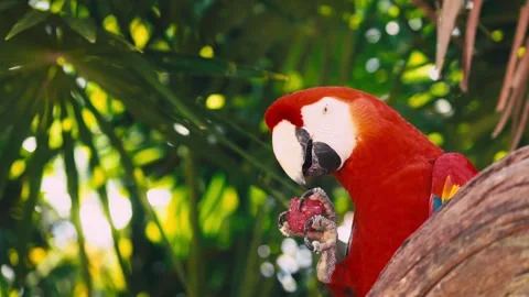 V1-0002 parrotszoo Stock Footage 244727076