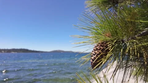 V1-0002 pine tree next to lake slow 769284 Stock Footage 278302853