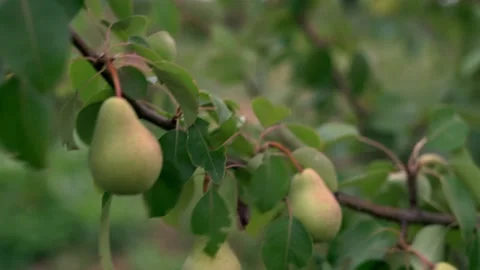 V1-0004 C0064 Stock Footage 161261686