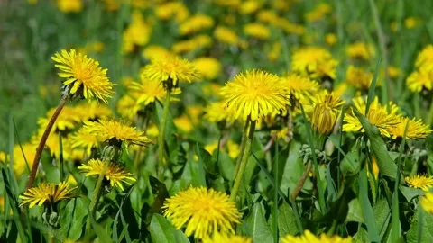 V1-0004 dandelion00203325 Stock Footage 335233245