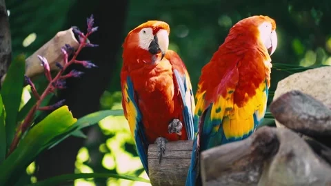 V1-0004 parrotszoo Stock Footage 244727032
