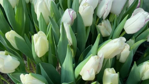 V1-0004 tulips00000004 Stock Footage 171293504