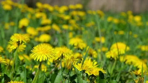 V1-0005 dandelion00203540 Stock Footage 335233239