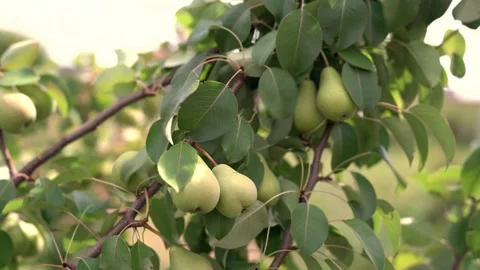 V1-0006 C0062 Stock Footage 161261727