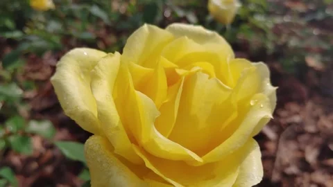 V1-0010 4K 30P slow rose Stock Footage 330292827