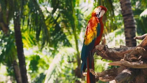 V1-0010 parrotszoo Stock Footage 244727227