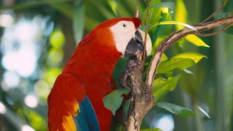 V1-0016 parrotszoo Stock Footage 244727328