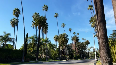 V1-0017 Beverly Hills empty street with palm trees in summer against a blue  Stock Footage 170814821
