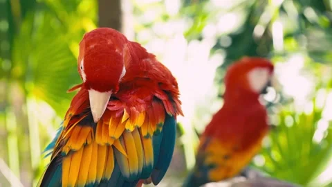 V1-0022 parrotszoo Stock Footage 244727488