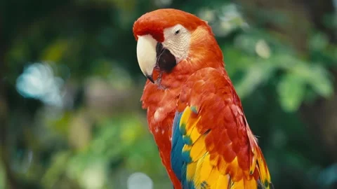 V1-0032 parrotszoo Stock Footage 244727965