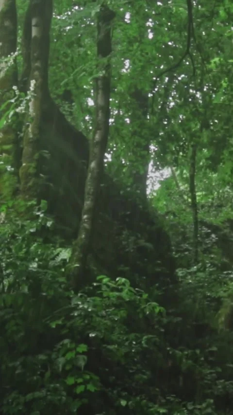 V1-0035 Untitled001039151 Stock Footage 244074192