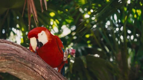 V1-0042 parrotszoo Stock Footage 244728107