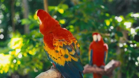 V1-0055 parrotszoo Stock Footage 244729091