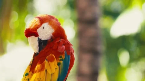 V1-0058 parrotszoo Stock Footage 244729064