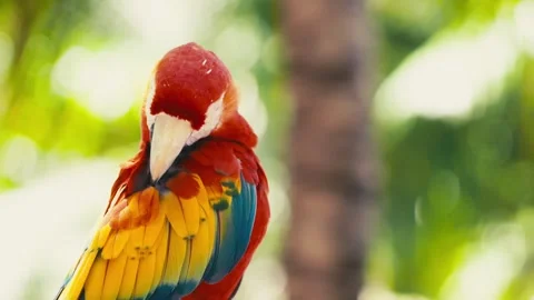 V1-0059 parrotszoo Stock Footage 244729192