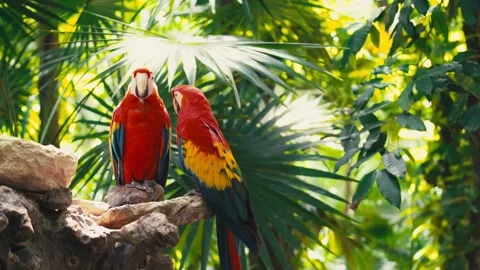 V1-0060 parrotszoo Stock Footage 244729200