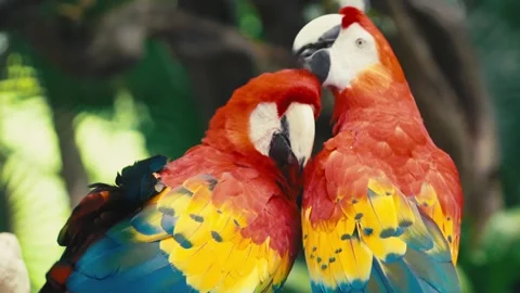 V1-0061 parrotszoo Stock Footage 244729207