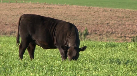 Vaca Angus pastando no campo. Video stock 34279777