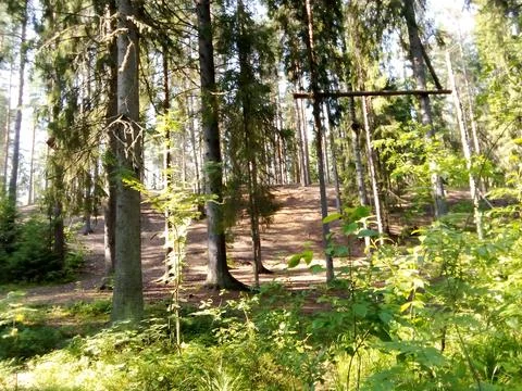 A vacant lot in a pine forest Stock Photos
