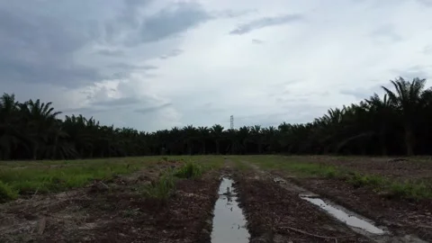 Vacant plot Video stock 171513716