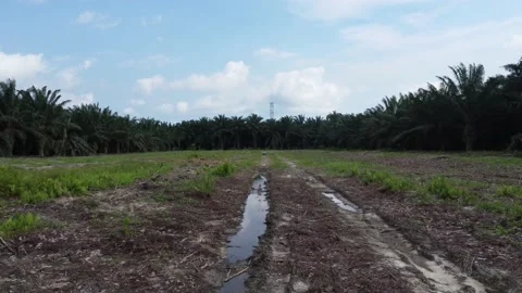 Vacant plot Vídeos de archivo 171699554