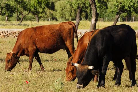 Vacas de variedad mallorquina, Son Ajaume Nou, Palma, mallorca, islas baleare Stock Photos