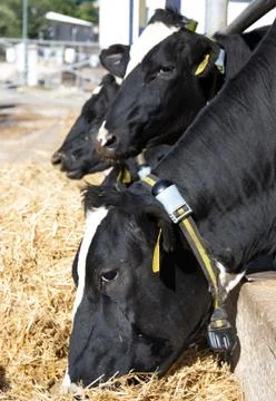 Vacas Lecheras Comiendo Stock Photos
