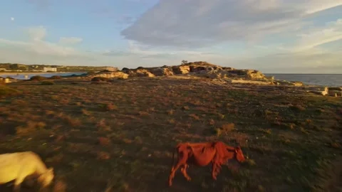 Vacas Menorca Vidéo 153236399