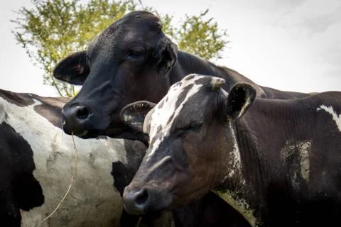 Vacas Stock Photos