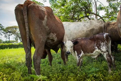Vacas Stock Photos