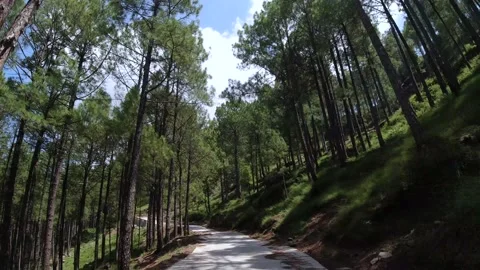 Vacation Drive Through Pine Forest and Hilly Area - 4K - Stable Footage Stock Footage 159982876