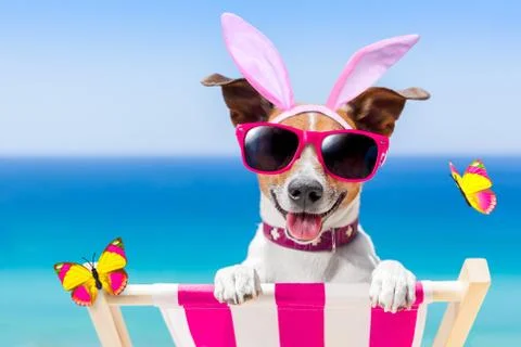Vacation easter dog Stock Photos