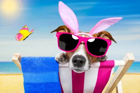 Vacation easter dog Stock Photos