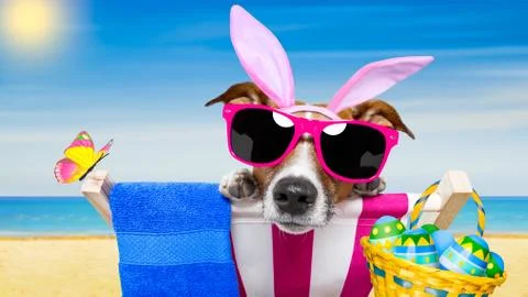 Vacation easter dog Stock Photos