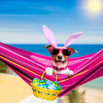 Vacation easter dog Stock Photos