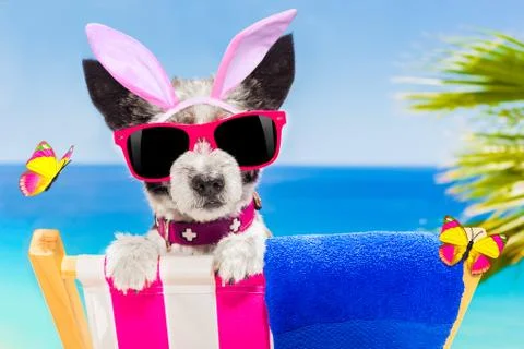 Vacation easter dog Stock Photos
