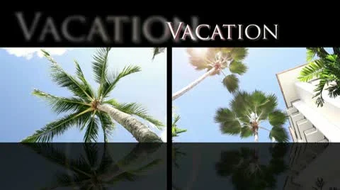 Vacation. Palm tree Stock Footage