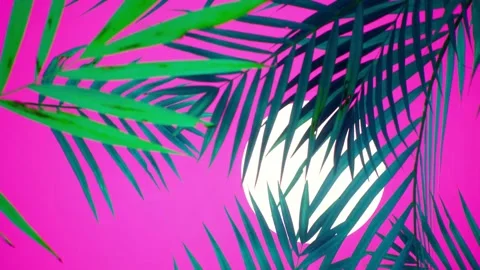 Vacation. Sun behind animated palm leaves. Tropical animated background. Stock Footage 149914765