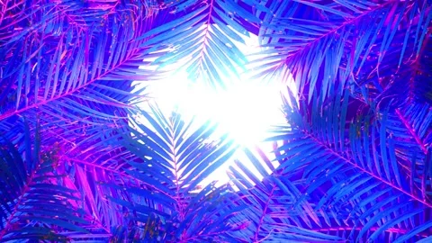 Vacation. Sun behind animated palm leaves. Tropical animated background. Stock Footage 149914775