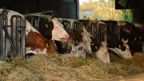 Vacche in stalla-6554 Video stock 129606770