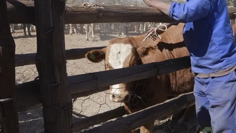Vaccinating cows Stock Footage 114214680