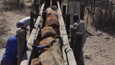 Vaccinating cows Stock Footage 114215941