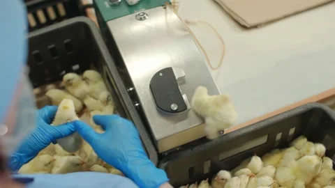 Vaccination of chickens with the help of the vaccinator. Device for vaccination Stock Footage 133702812