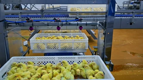 Vaccination of little chickens.  Video stock 158026853