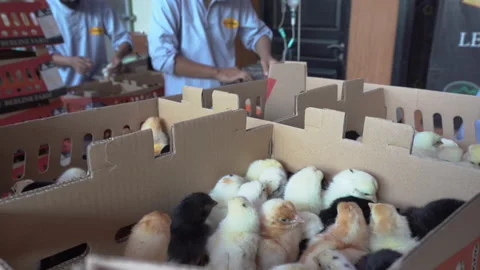 Vaccine process of small chicken using modern tools Stock Footage 148529093