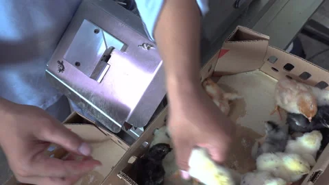 Vaccine process of small chicken using modern tools Video stock 148529504
