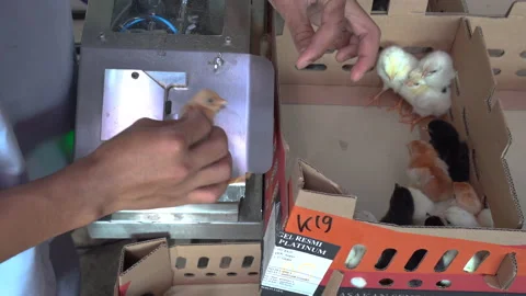 Vaccine process of small chicken using modern tools Stock Footage 148529654