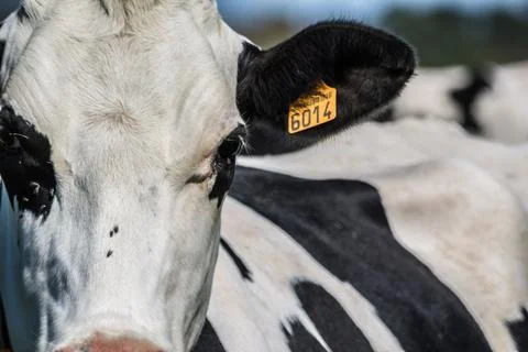 VACHE BRETONNE Stock Photos